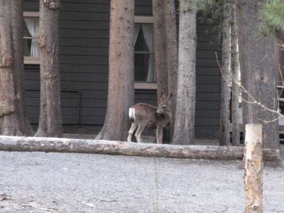 Deer by Silver lake
