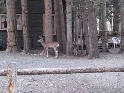 Deer by Silver lake
