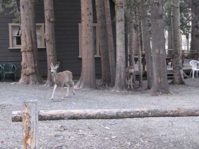 Deer by Silver lake
