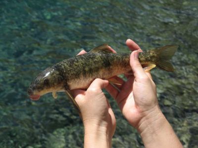 Strange Fish from Sabrina
