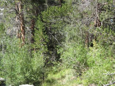 Bishop Creek
