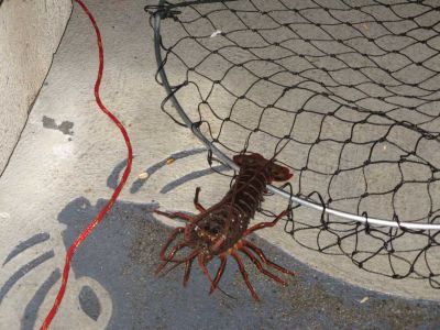 lobster005.jpg