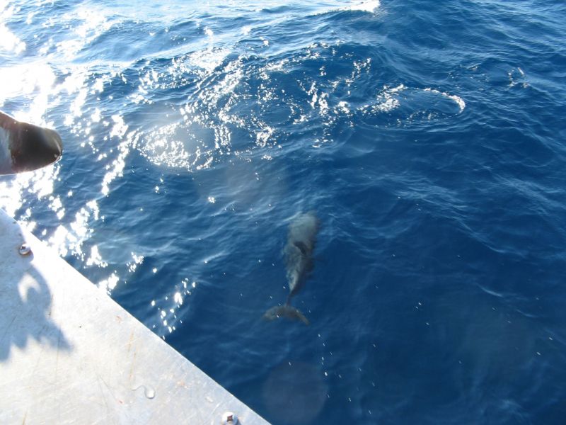 Fishing on the 'Fury'
