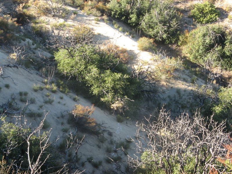 Cleghorn Road

