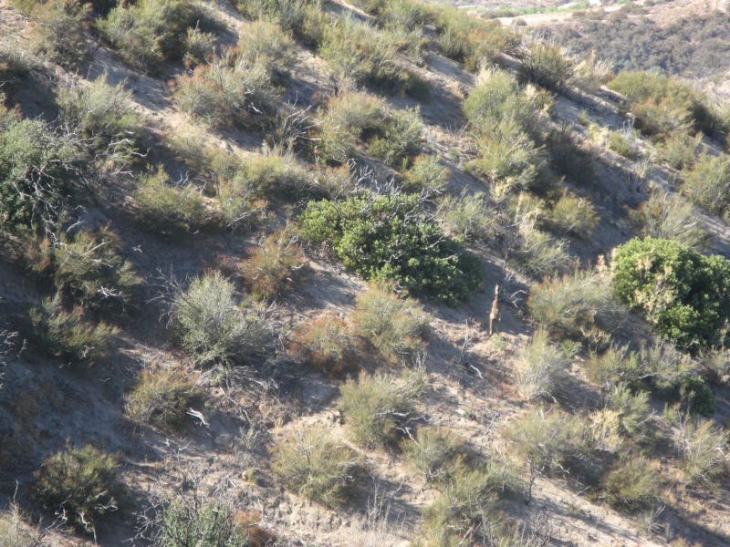 Cleghorn Road
