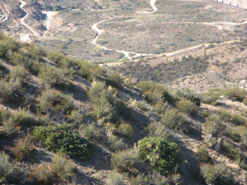 Cleghorn Road
