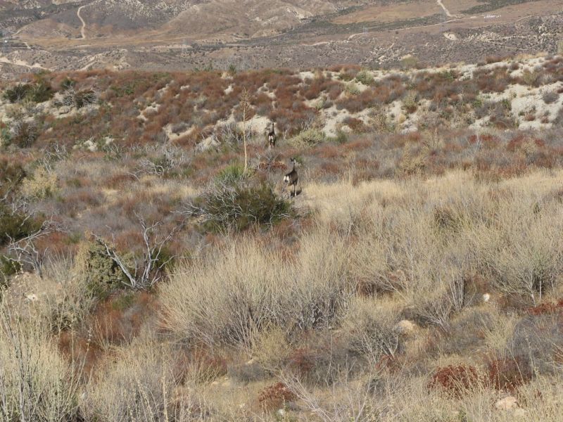 Cleghorn Road
