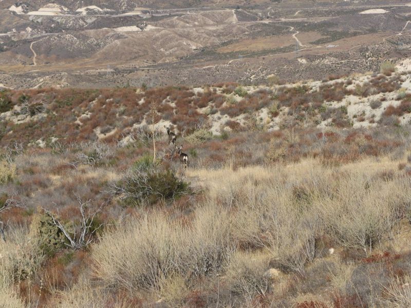 Cleghorn Road
