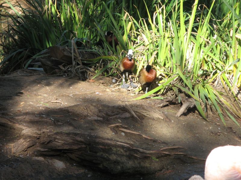 Wild Animal Park
