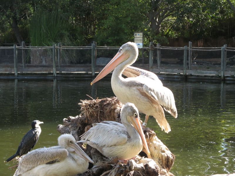 Wild Animal Park

