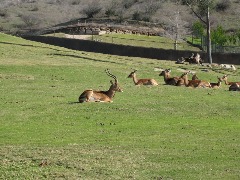 Wild Animal Park

