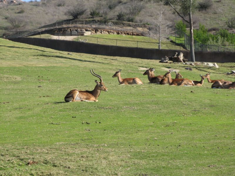 Wild Animal Park
