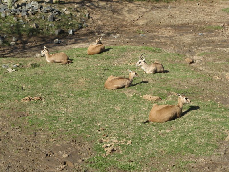 Wild Animal Park
