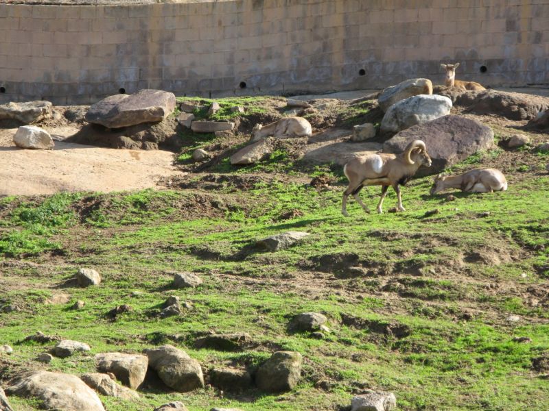 Wild Animal Park
