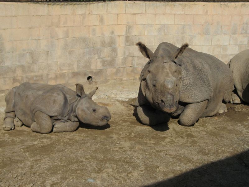 Wild Animal Park
