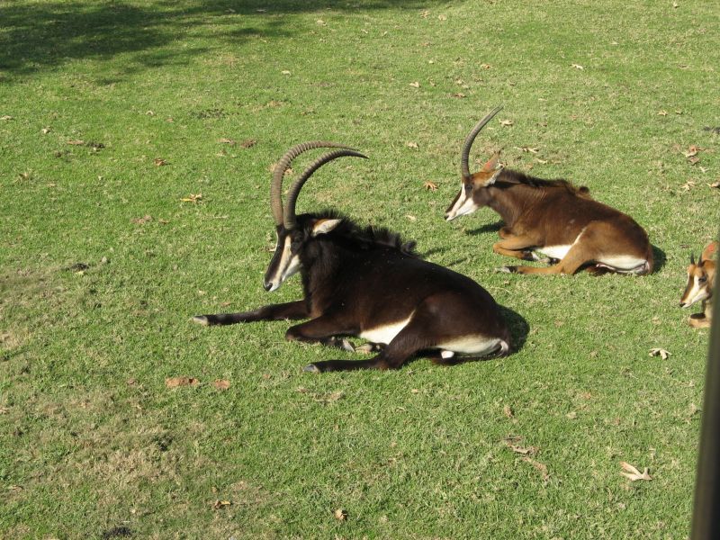 Wild Animal Park
