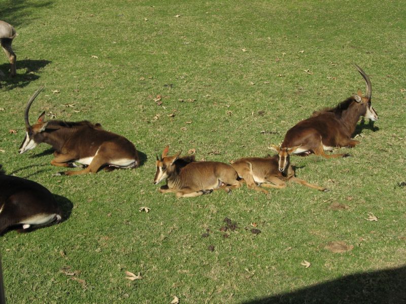 Wild Animal Park
