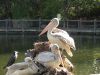 IMG_2364.JPG