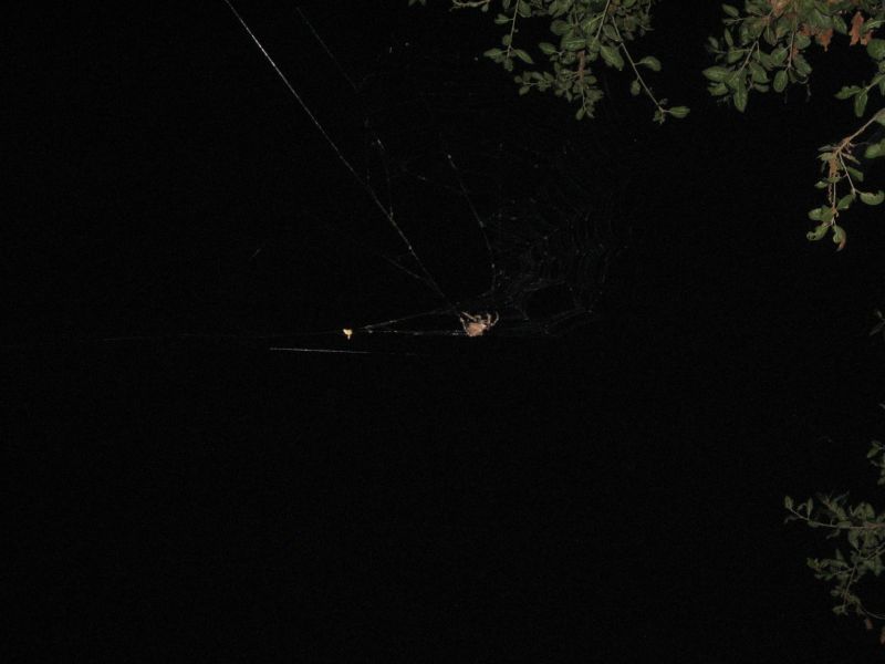 This spider was looking for Bats
