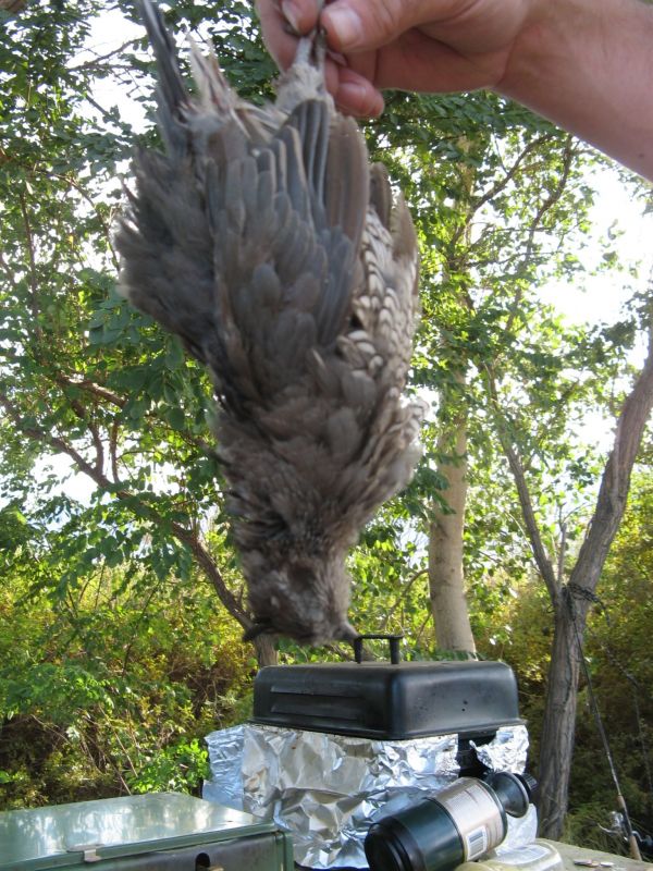 Quail!
