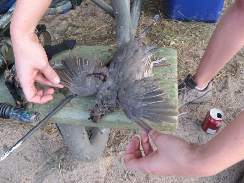 Quail!
