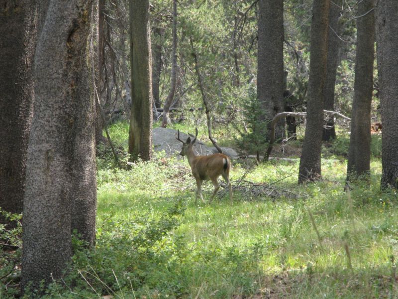 Tuolmne Meadows
