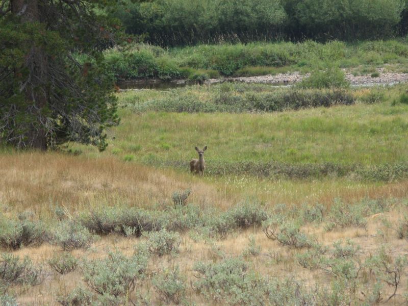 Tuolmne Meadows
