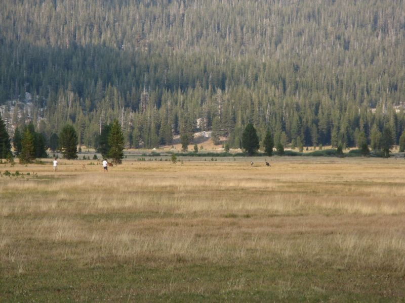 Tuolmne Meadows
