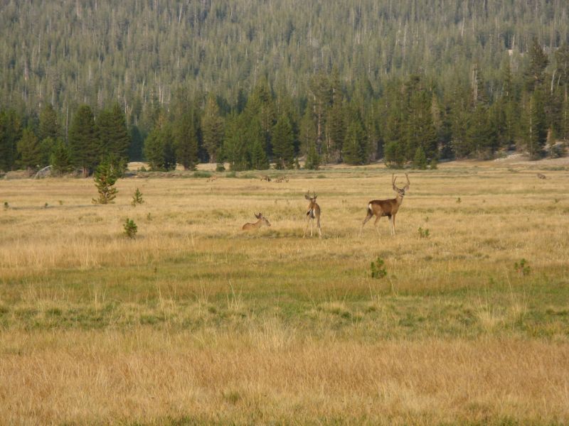 Tuolmne Meadows
