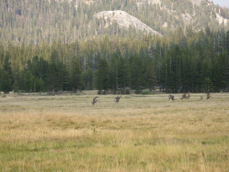 Tuolmne Meadows
