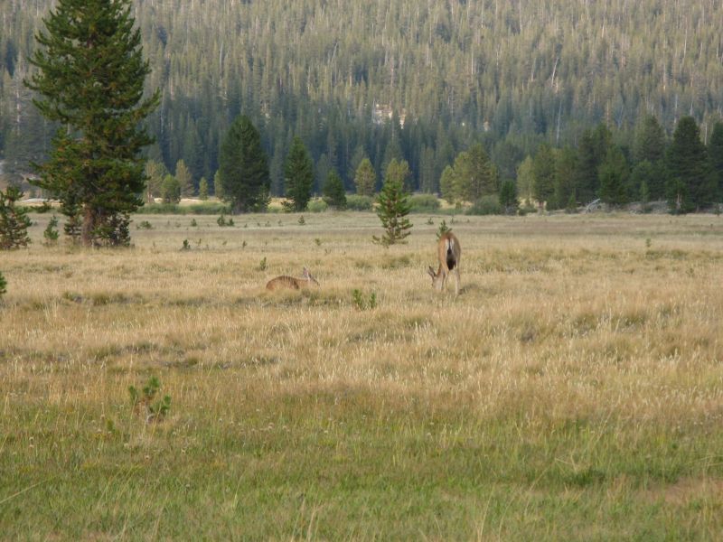 Tuolmne Meadows
