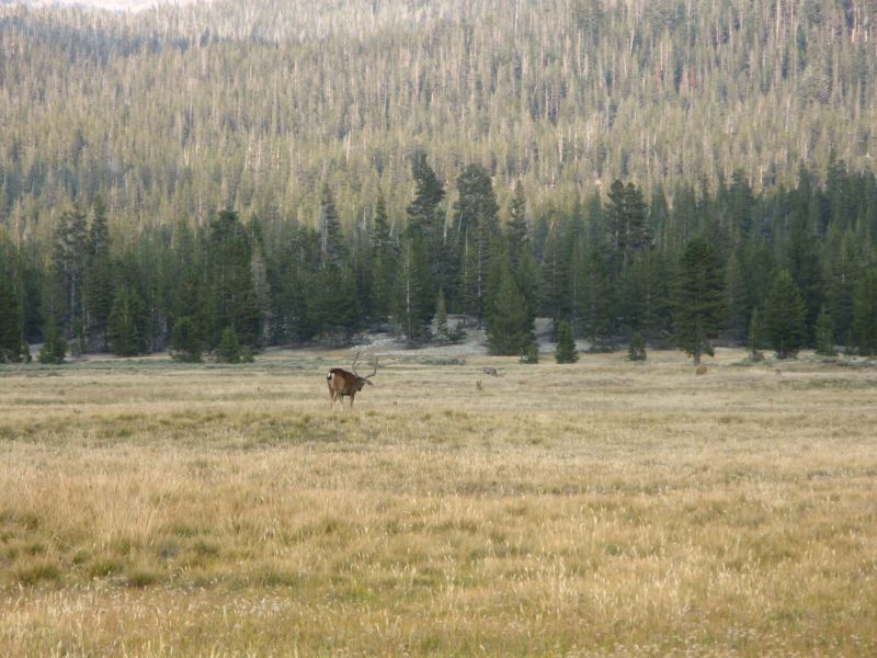 Tuolmne Meadows
