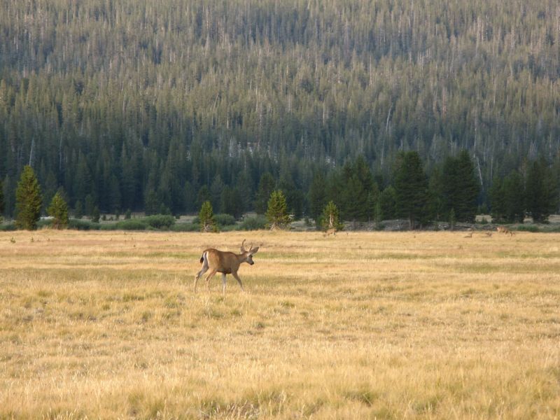 Tuolmne Meadows
