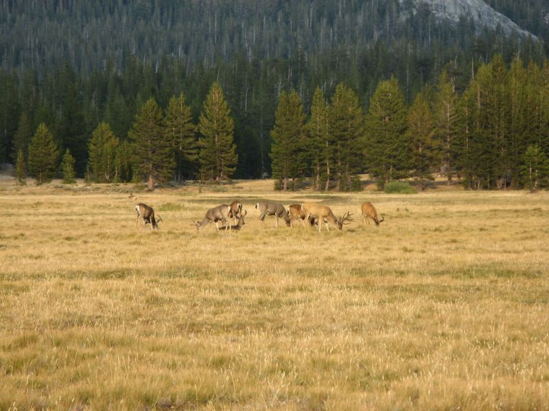 Tuolmne Meadows

