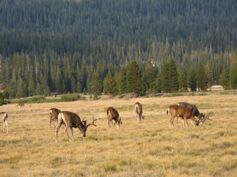 Tuolmne Meadows
