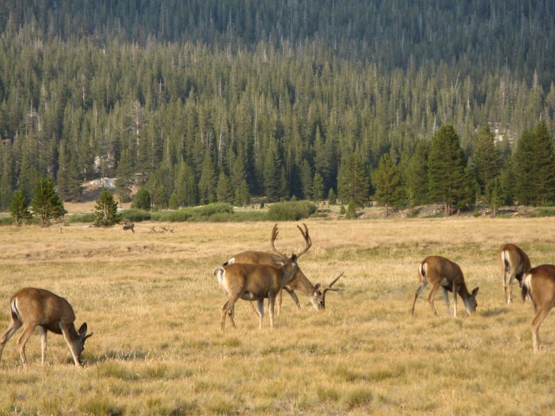 Tuolmne Meadows
