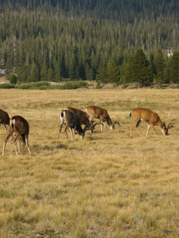 Tuolmne Meadows
