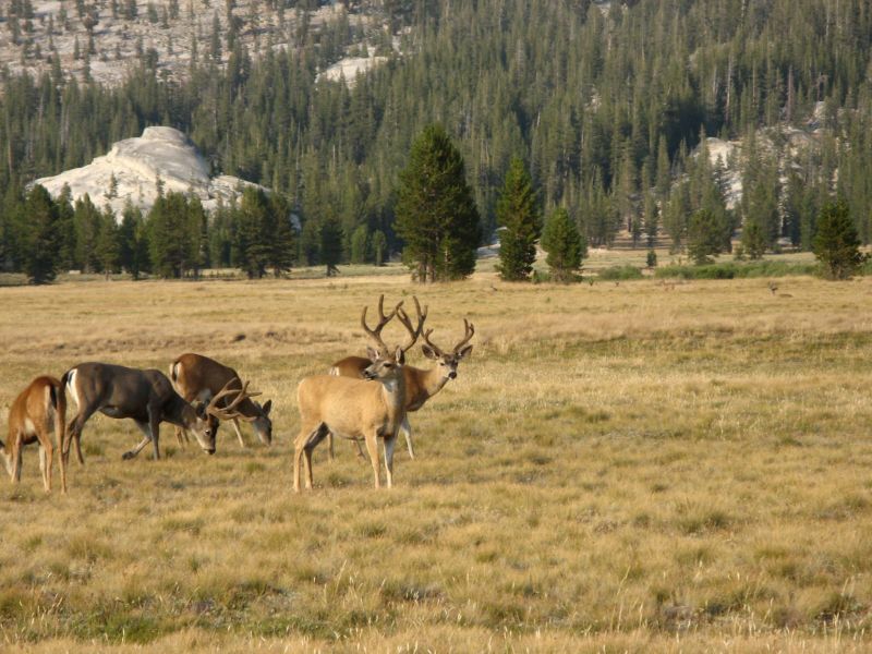 Tuolmne Meadows
