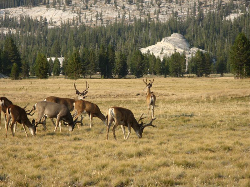 Tuolmne Meadows
