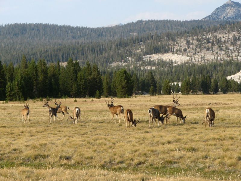 Tuolmne Meadows
