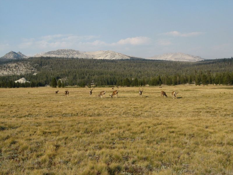 Tuolmne Meadows
