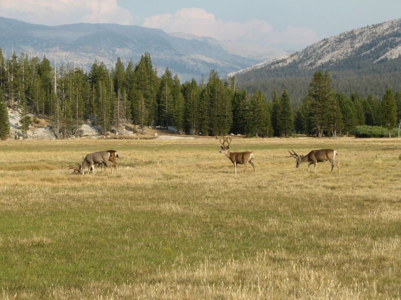 Tuolmne Meadows
