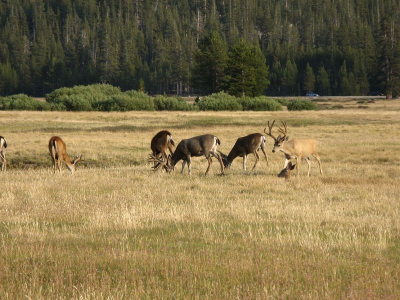 Tuolmne Meadows
