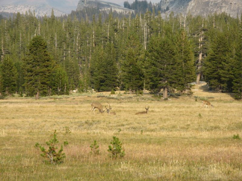 Tuolmne Meadows
