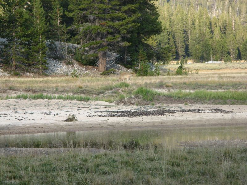 Tuolmne Meadows
