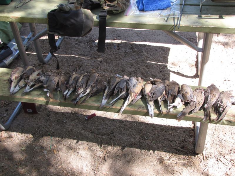 Good Opening Day
