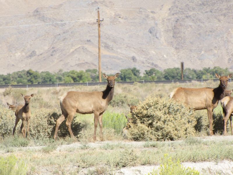 Elk!
