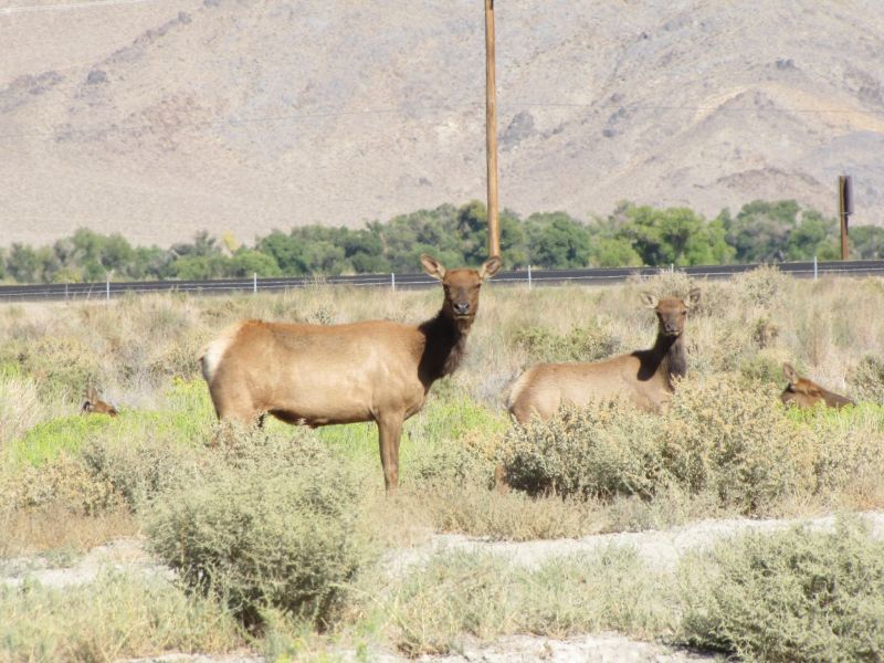 Elk!
