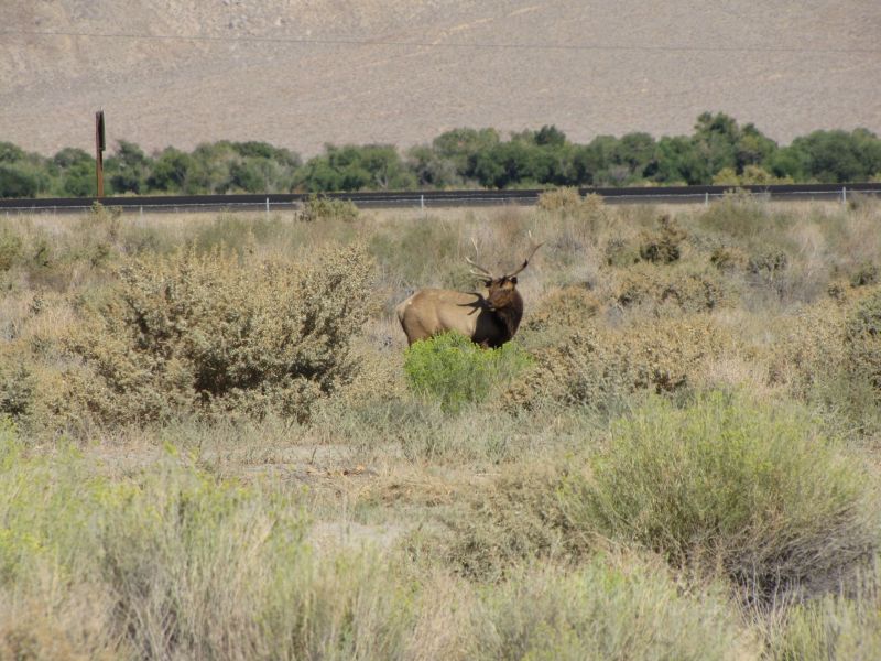 Elk!
