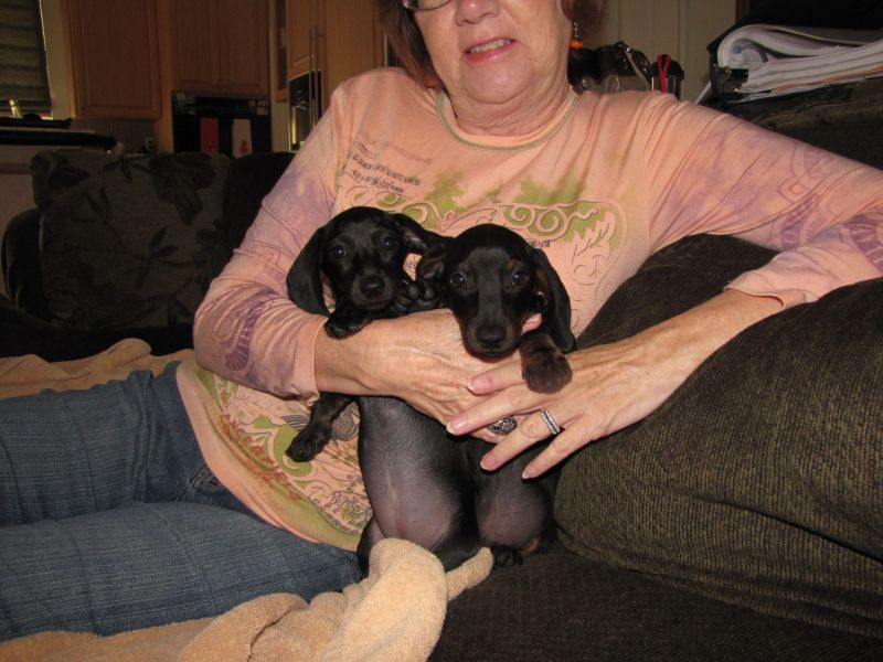Puppies!!
